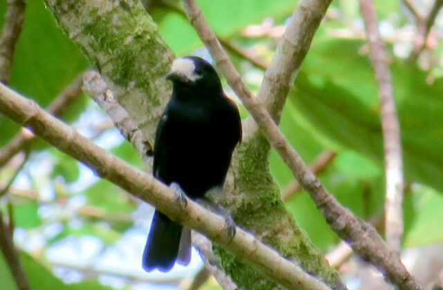 White-fronted Tit