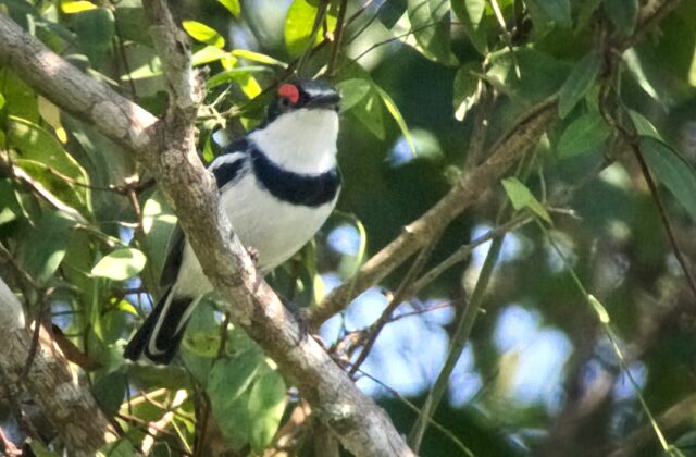 White-fronted Wattle-eye