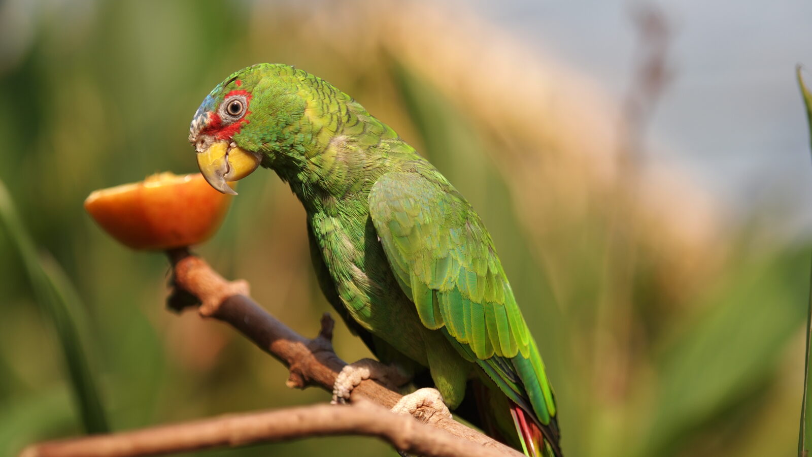 White-fronted Amazon