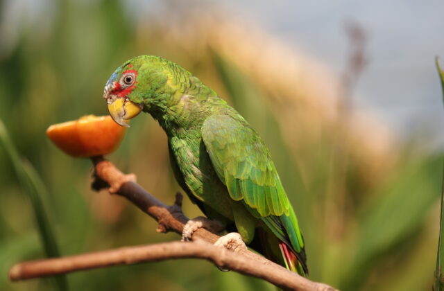 White-fronted Amazon