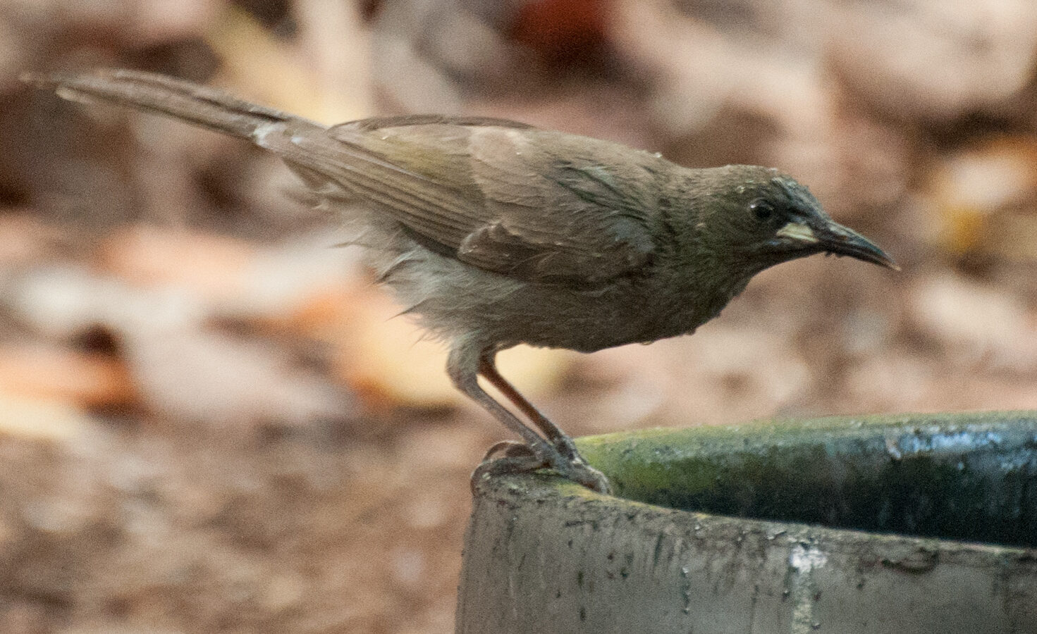White-gaped Honeyeater