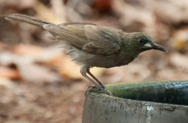 White-gaped Honeyeater