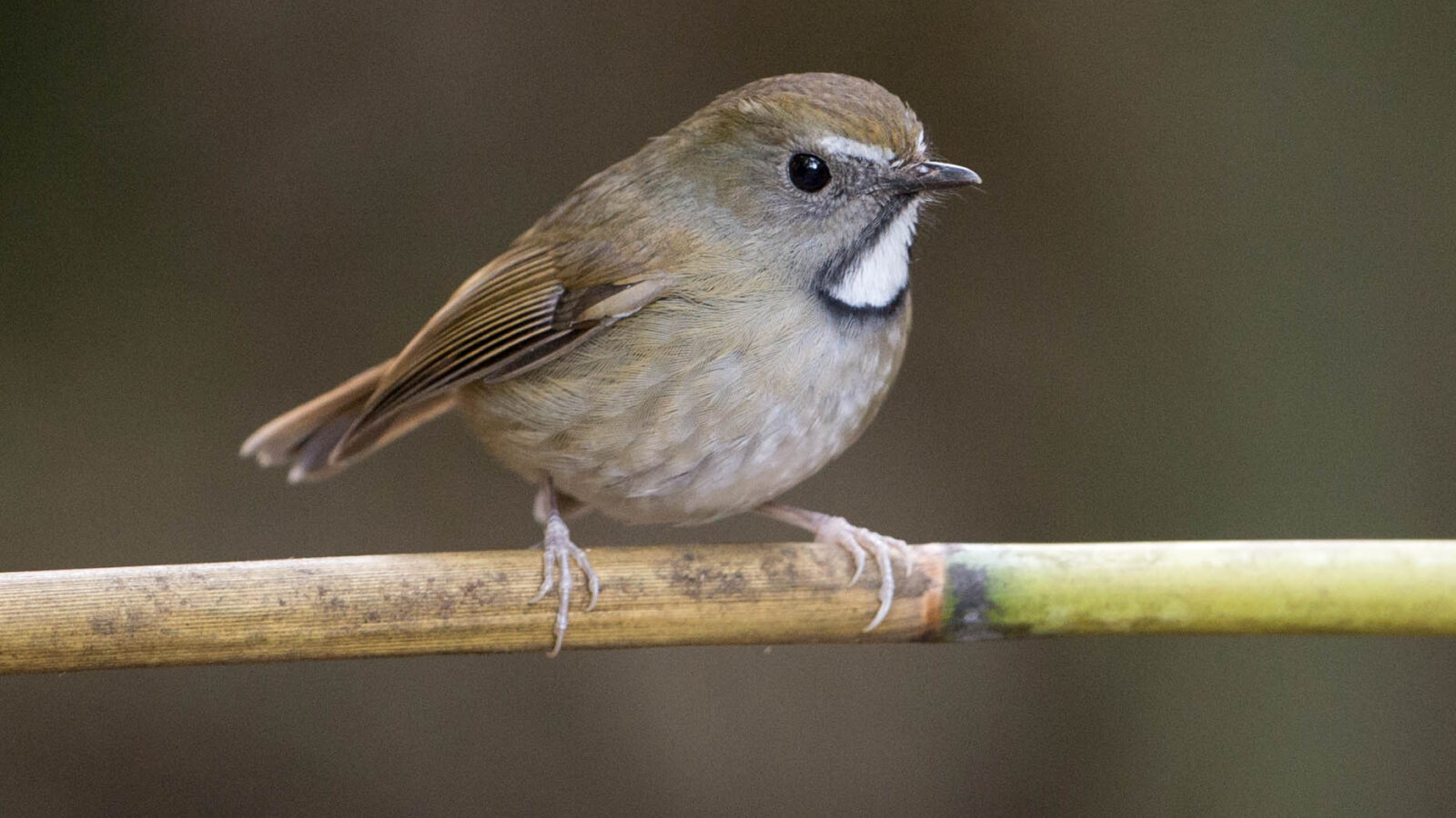 White-gorgeted Flycatcher