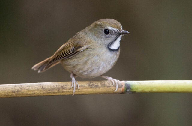 White-gorgeted Flycatcher