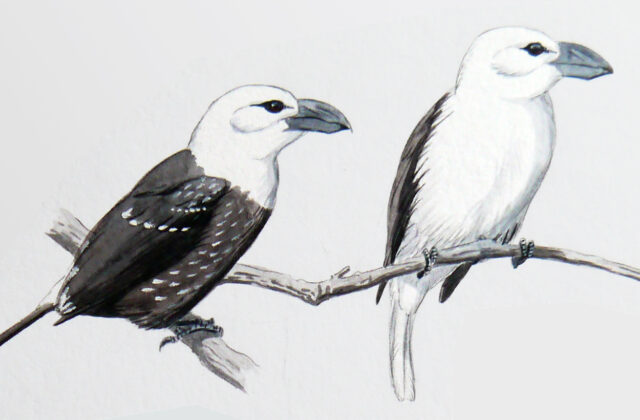 White-headed Barbet