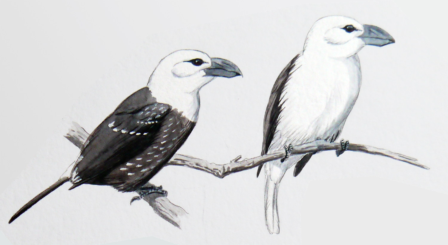 White-headed Barbet