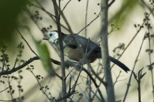 White-headed Brushfinch