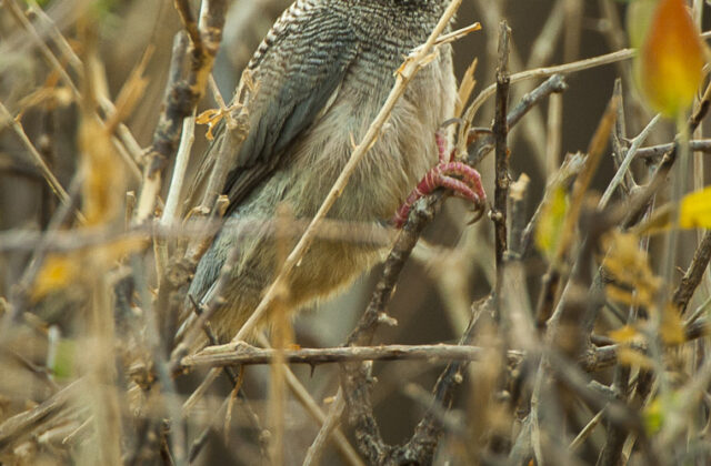 White-headed Mousebird
