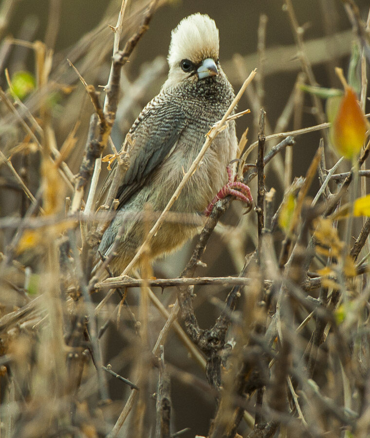 White-headed Mousebird