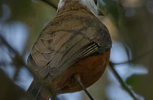 White-headed Robin-Chat