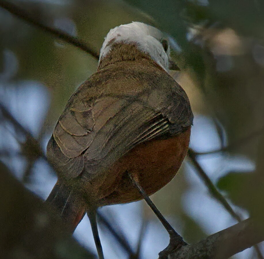 White-headed Robin-Chat