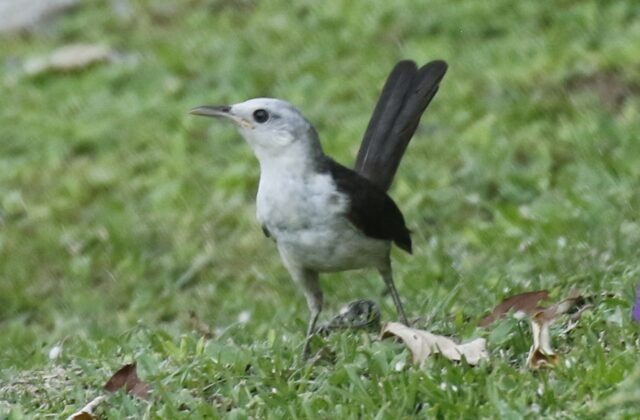 White-headed Wren