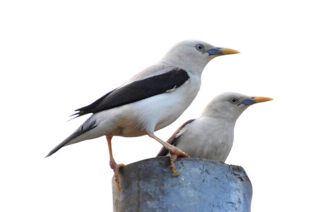 White-headed Starling