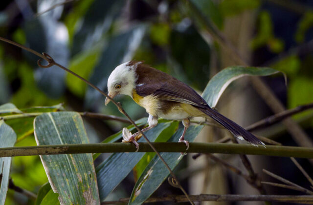 White-hooded Babbler