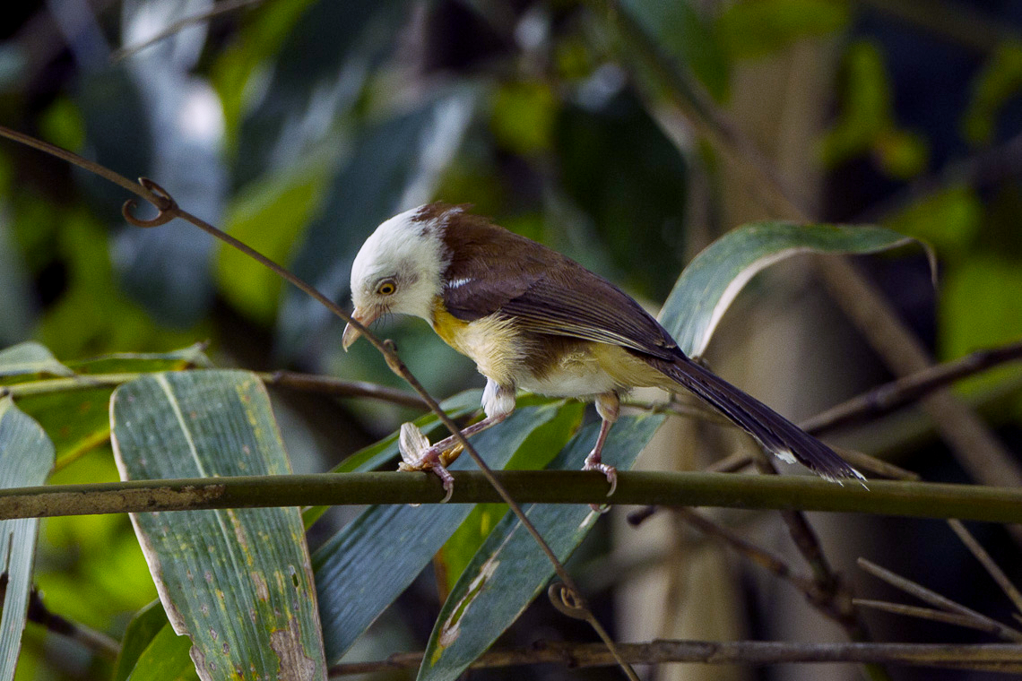 White-hooded Babbler