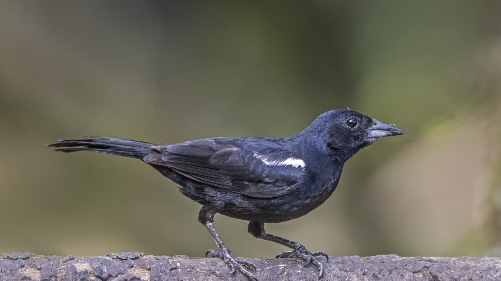 White-lined Tanager