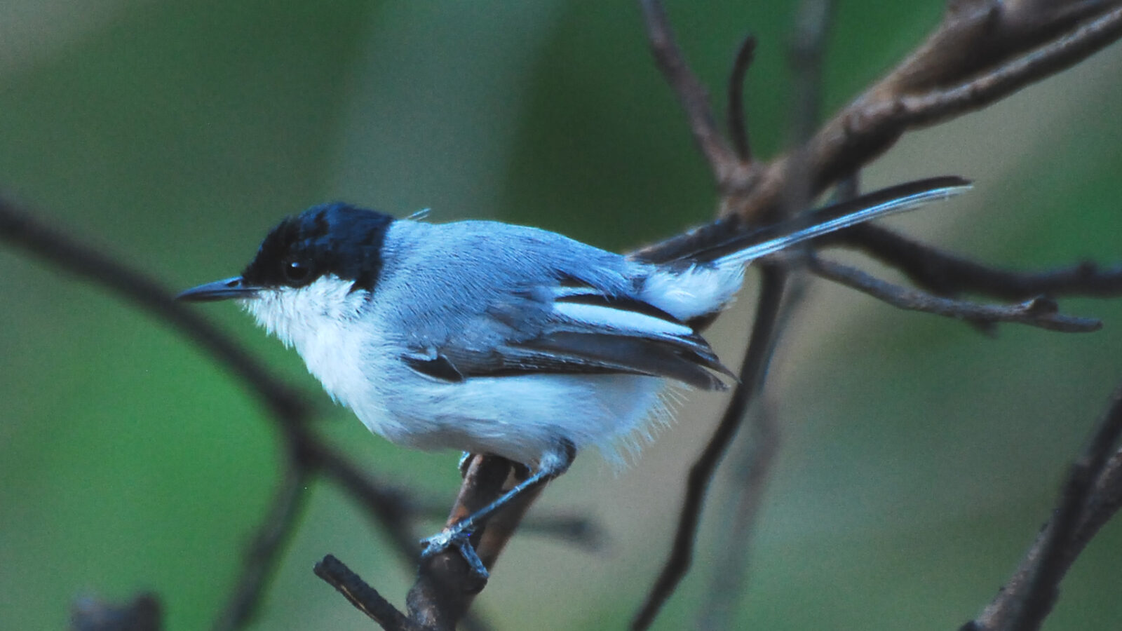 White-lored Gnatcatcher
