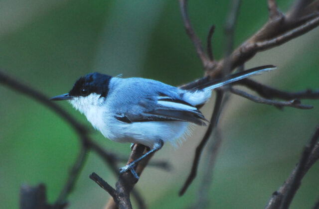 White-lored Gnatcatcher