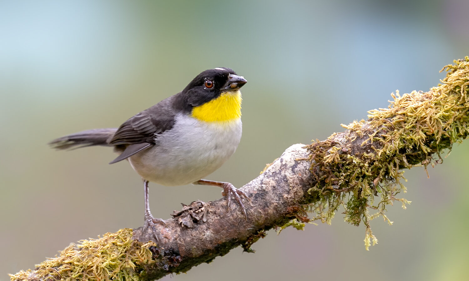 White-naped Brushfinch