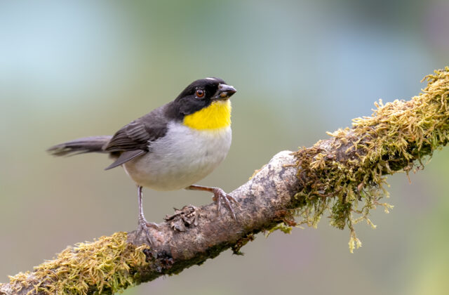 White-naped Brushfinch