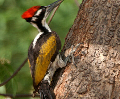 White-naped Woodpecker