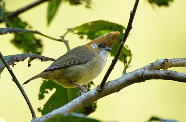 White-naped Yuhina