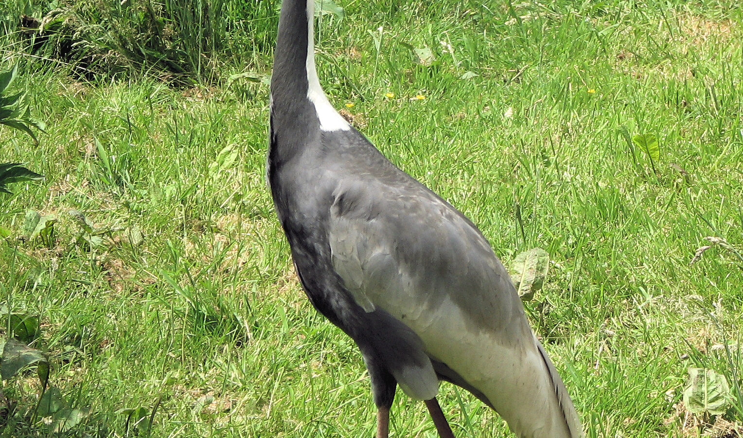 White-naped Crane