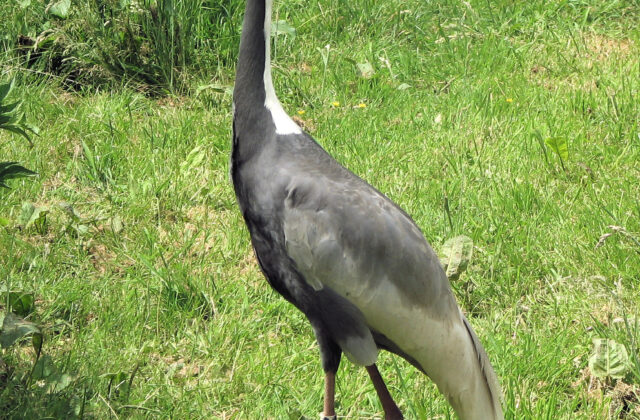 White-naped Crane