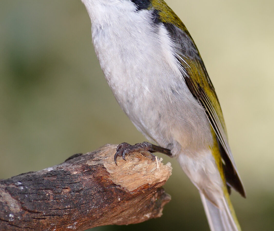 White-naped Honeyeater