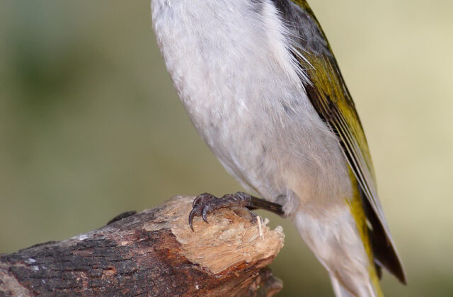 White-naped Honeyeater