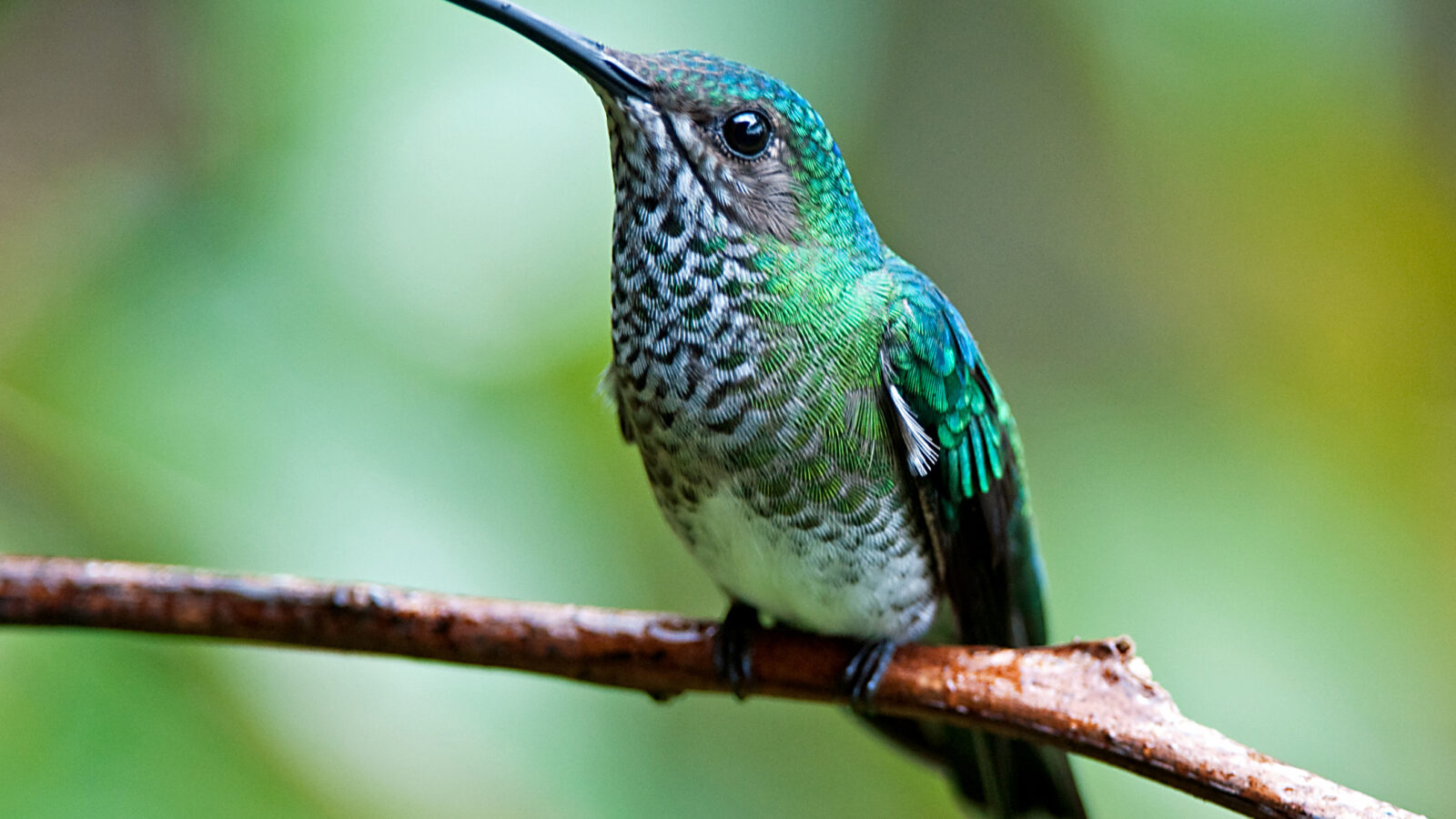 White-necked Jacobin