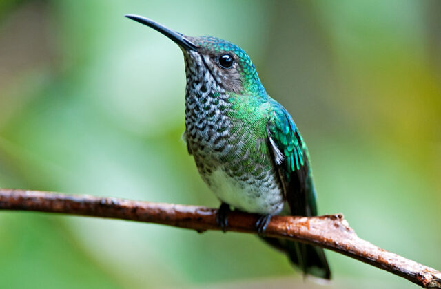 White-necked Jacobin