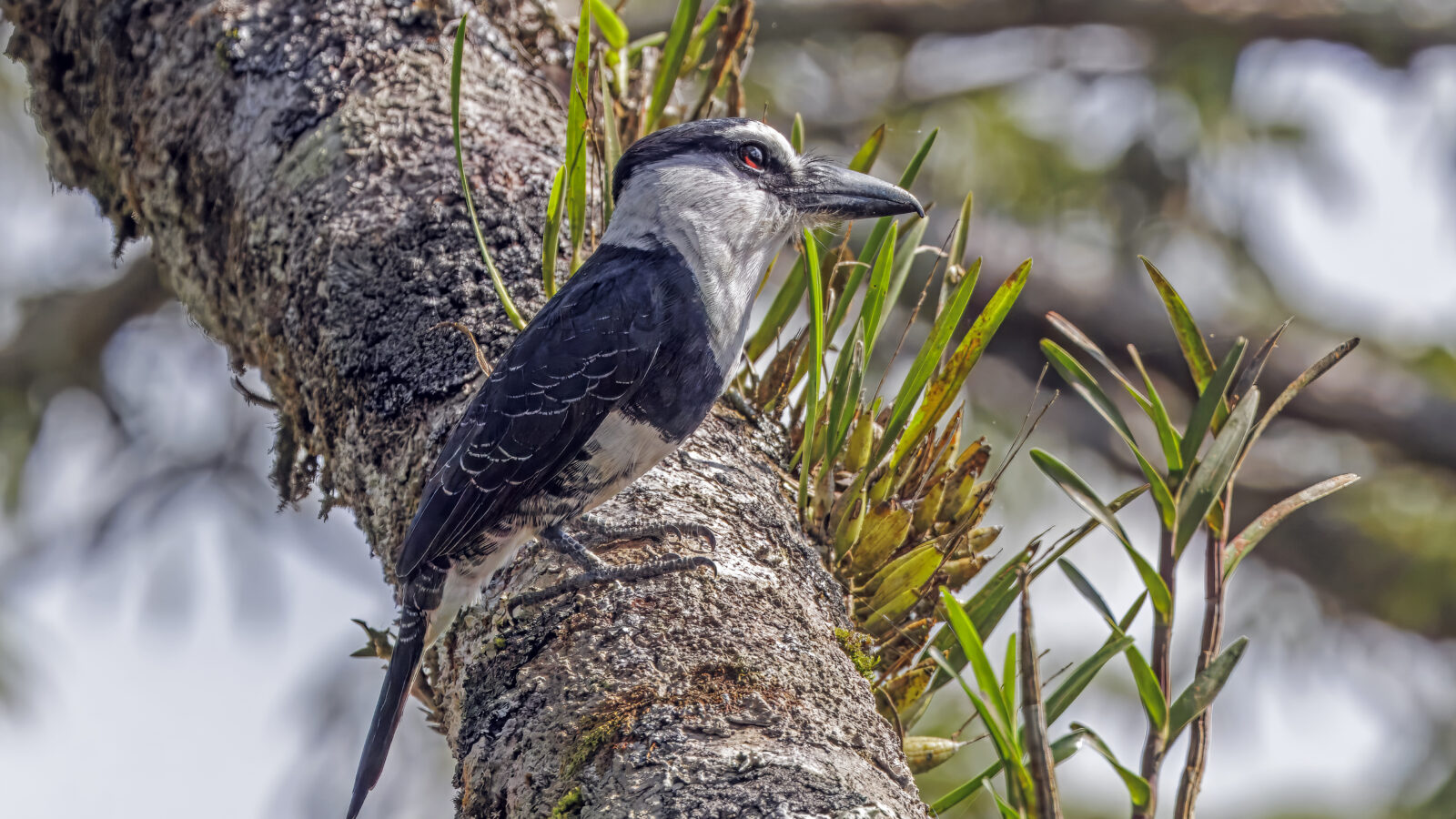 White-necked Puffbird