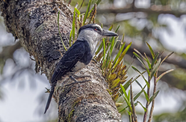 White-necked Puffbird
