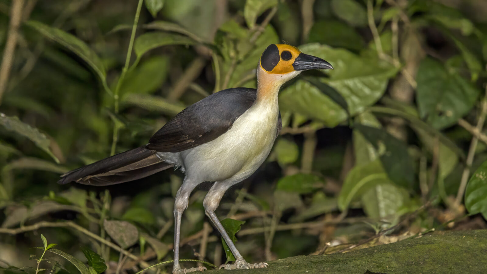 White-necked Rockfowl