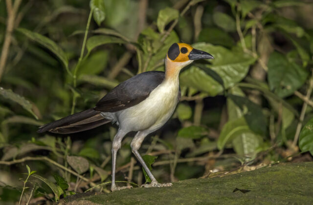 White-necked Rockfowl