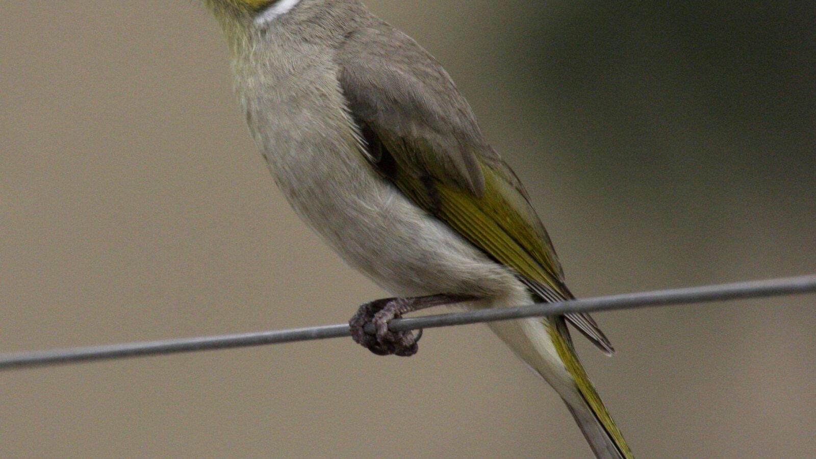 White-plumed Honeyeater