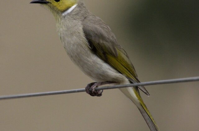 White-plumed Honeyeater
