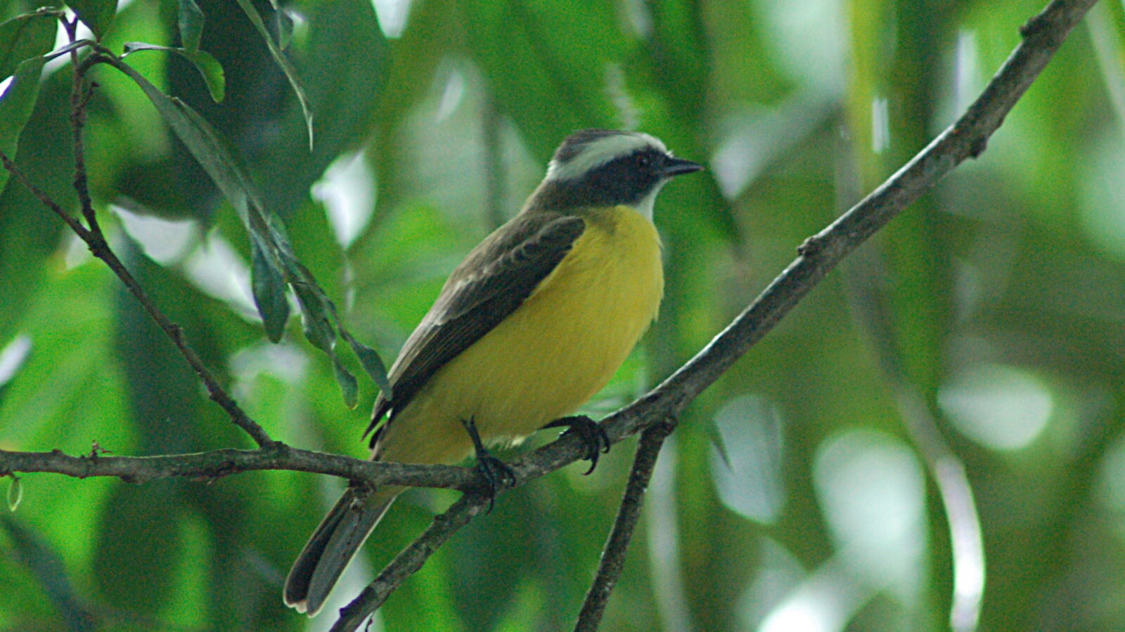 White-ringed Flycatcher