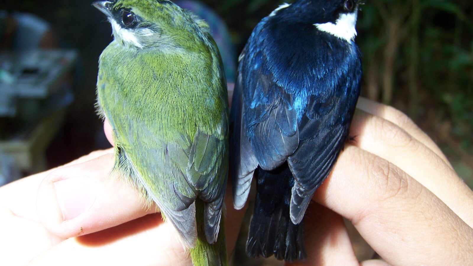 White-ruffed Manakin