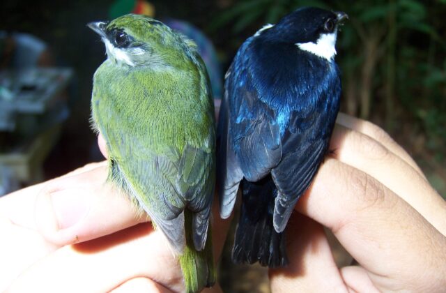 White-ruffed Manakin
