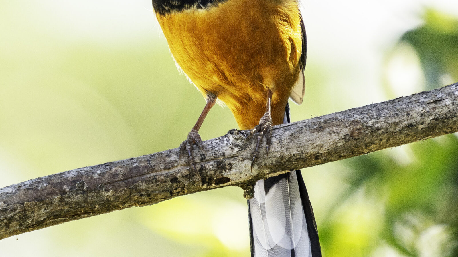 Sri Lanka Shama