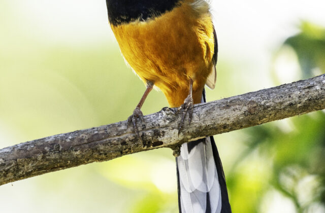 Sri Lanka Shama