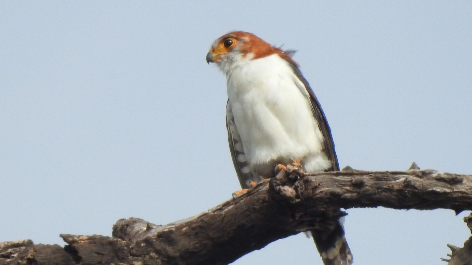White-rumped Falcon