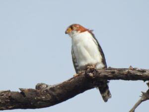 White-rumped Falcon