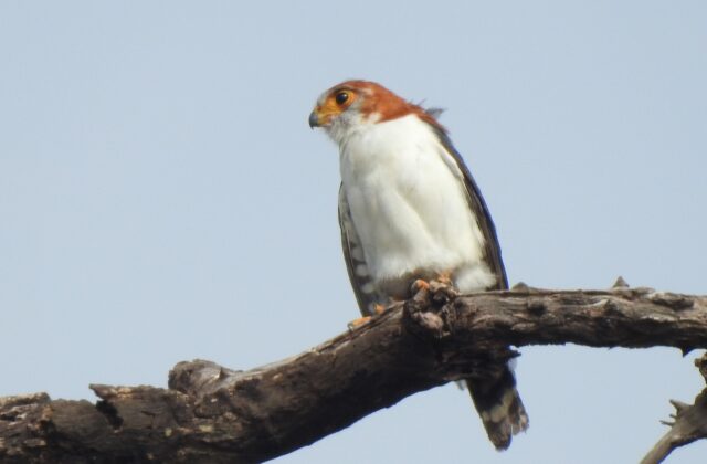 White-rumped Falcon