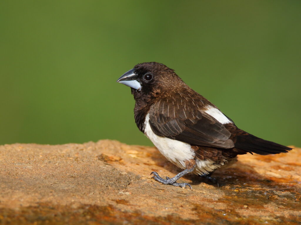 White-rumped Munia