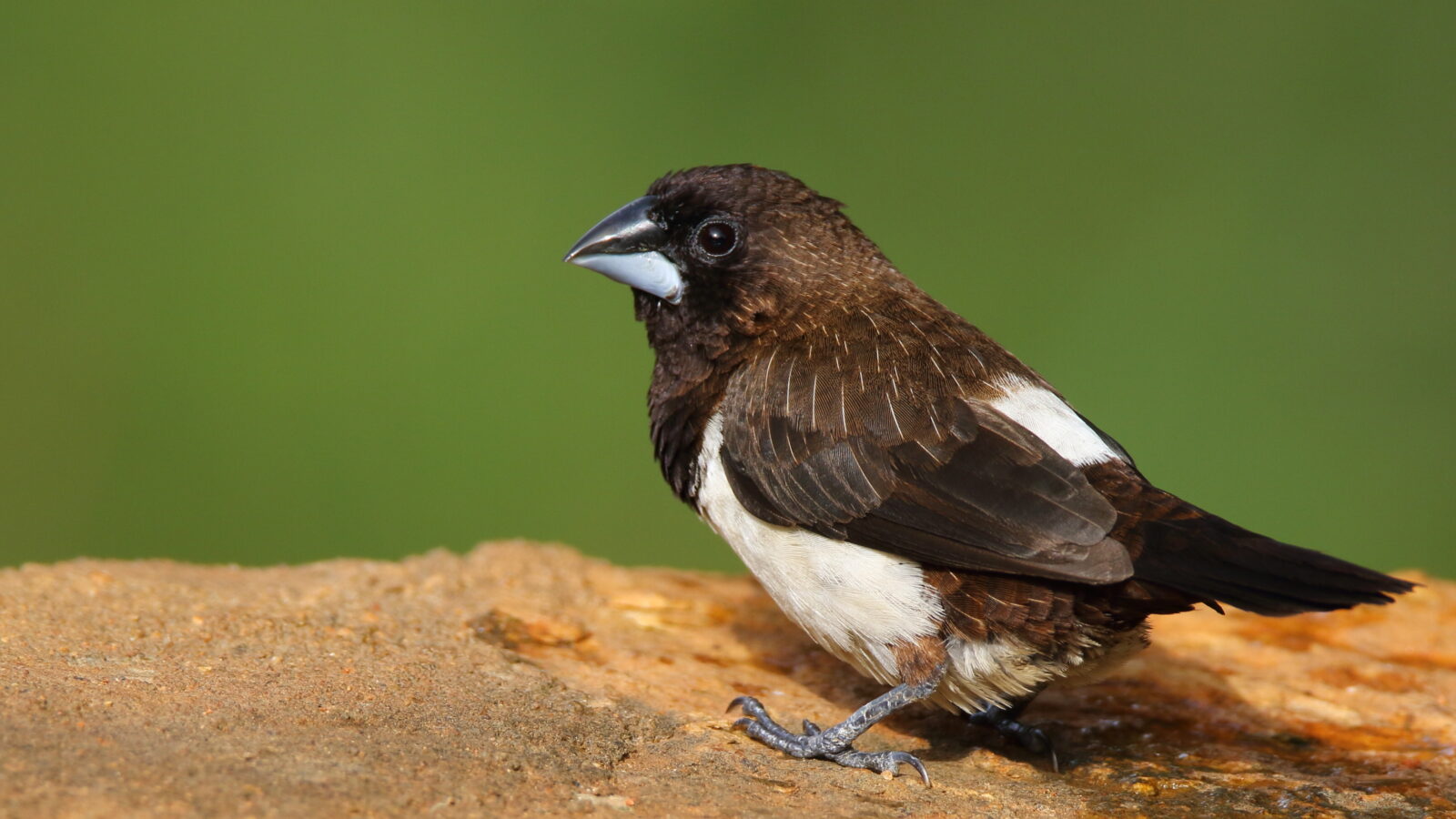White-rumped Munia
