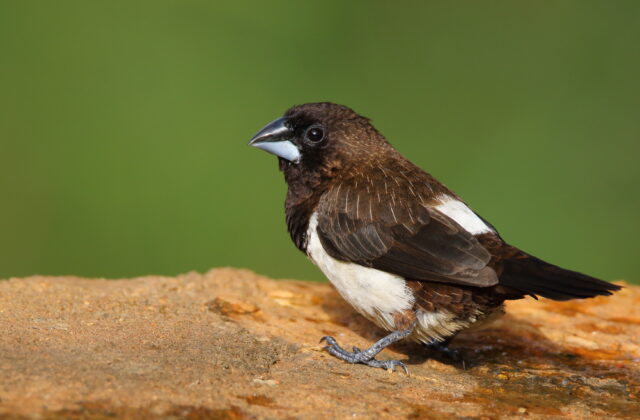 White-rumped Munia