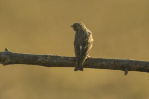 White-rumped Seedeater